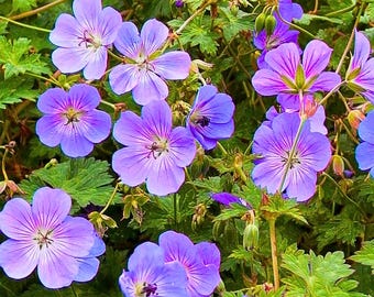 25 Rozanne Geranium Seeds – Hardy Perennial Violet-Blue Blooms – Long-Blooming Garden Flowers for Planting