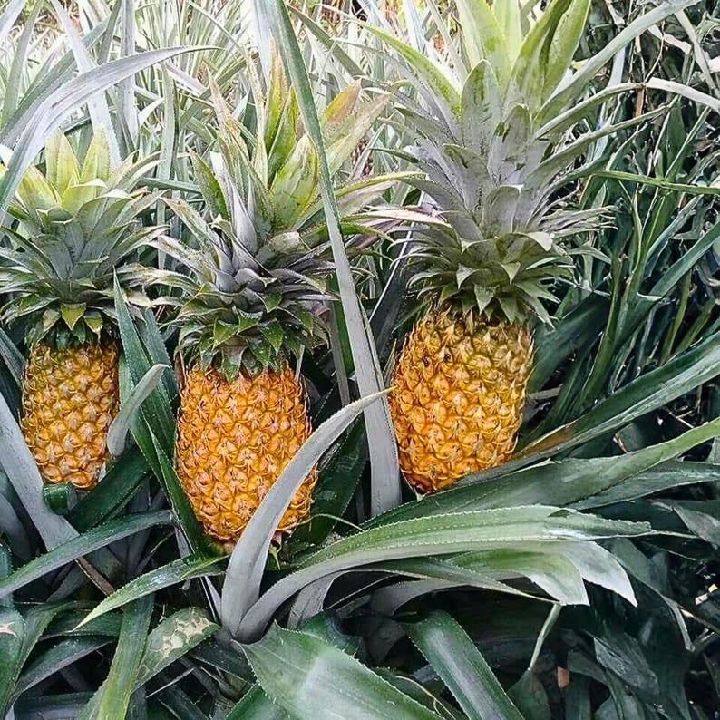 May include: Three ripe pineapples with textured, golden-yellow skin and spiky green crowns are surrounded by long, green leaves. The tropical fruit is growing in a field. The image is a medium shot, with the pineapples in focus.