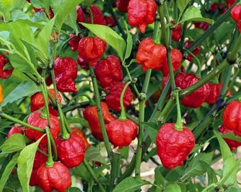 20 semillas de pimiento superpicante Primotalii / Capsicum chinense / Chile orgánico tradicional / Pimiento picante de jardín