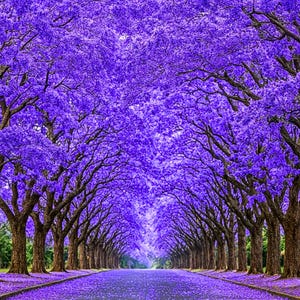 May include: A scenic view of a tree-lined road, with trees covered in vibrant purple blossoms. The branches arch over the road, creating a tunnel effect. The ground is covered in fallen purple petals, enhancing the colorful display.