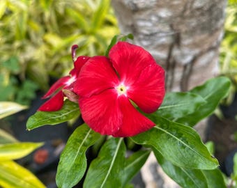 50 semillas de vinca roja – Rosa Sunsplash, cubresuelo resistente al calor