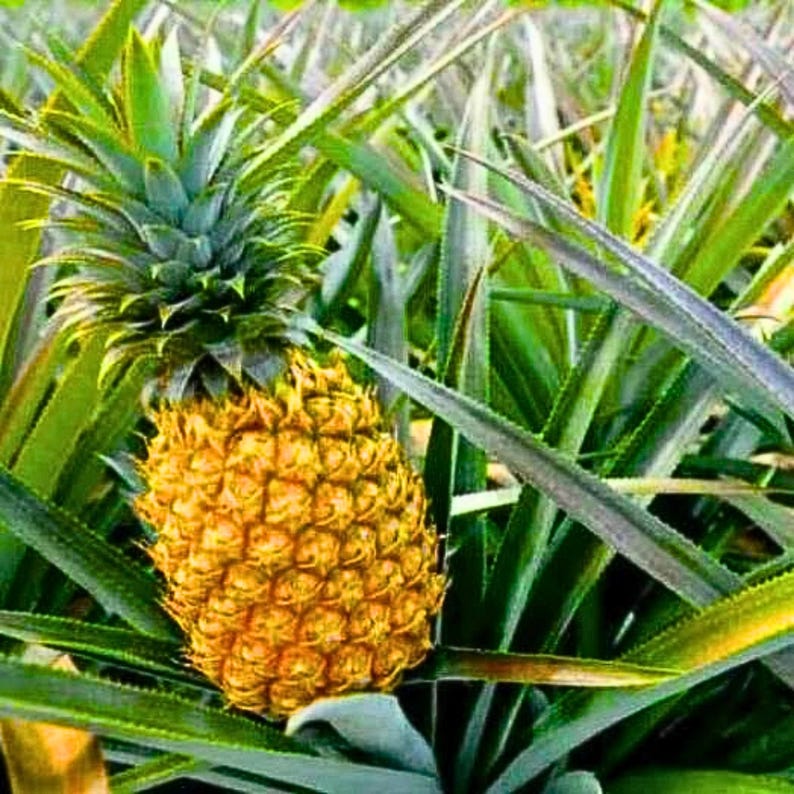 May include: A close-up of a ripe pineapple with a textured, golden-yellow exterior, surrounded by long, green leaves. The pineapple is in a field of other pineapple plants, with a second pineapple visible.
