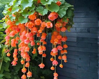 25 Orange Weeping Begonia Seeds – trapsgewijze hangende mandbloemen