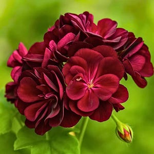 Puede incluir: Primer plano de un grupo de flores de geranio de color burdeos intenso con múltiples pétalos. Las flores están en plena floración, mostrando su rico color y detalles intrincados. Un capullo verde es visible en la parte inferior derecha, sobre un fondo verde borroso.