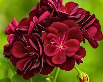 25 Precision Dark Burgundy Ivy Leaf Geranium Seeds – Trailing Geranium for Hanging Baskets