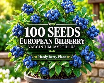 100 European Bilberry Seeds | Vaccinium myrtillus | Wild Blueberry Berry Plant Seeds | Hardy Edible Garden Shrub Seeds