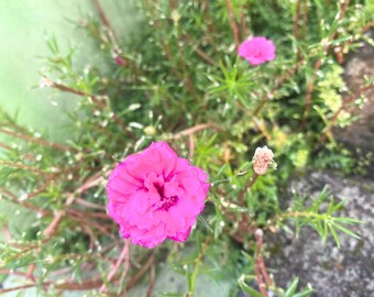 100 semillas de rosa musgosa roja – Portulaca grandiflora – Flor que ama el sol – Tolera el calor – Cubre el suelo – Sin OMG
