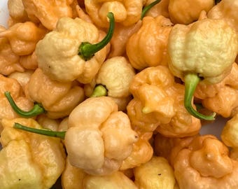 20 semillas de pimiento Peach Reaper / Semillas de chile orgánico súper picante