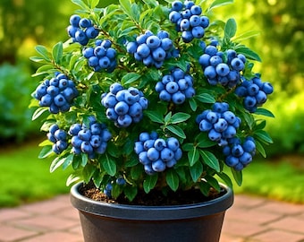 100 Europese bosbessen bosbessen | Vacciniummyrtillus | Winterharde bessenplantenzaden voor tuinbeplanting