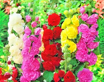 Semillas de malvarrosa otoñal: flores altas para jardín, más de 200 semillas sin OMG