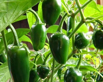 100 Jalapeño M Pepper seeds