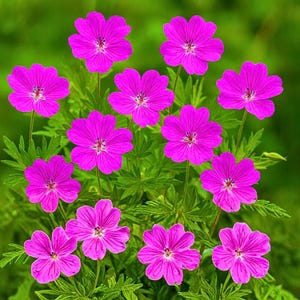 25 semillas de geranio monstruo diminuto: flores compactas y resistentes para bordes, macetas y jardines coloridos.