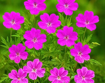 25 Tiny Monster Geranium Seeds – compacte winterharde bloemen voor borders, containers en kleurrijke tuindisplays