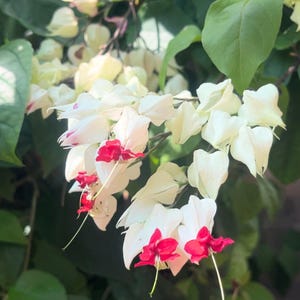 25 Tränende Herzsamen - Seltene weiße und rote Dicentra Spectabilis | Schattenliebende mehrjährige Blume für Gartengrenzen