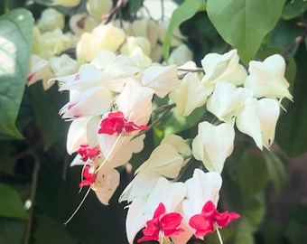 25 Bleeding Heart Seeds: zeldzame witte en rode schaduwminnende vaste plant