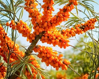 50 duindoornzaden – winterharde, feloranje bessen voor in de tuin