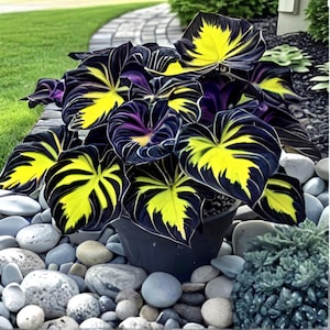 Könnte beinhalten: Eine Topfpflanze mit großen, auffälligen Blättern. Die Blätter sind tiefschwarz-violett mit leuchtend gelben und grünen Mustern. Die Pflanze steht in einem schwarzen Topf, umgeben von glatten, grauen und weißen Steinen, mit einem Hintergrund aus grünem Gras.