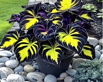 100 Caladium-erfstukzaden | Kleurrijk schaduwblad | Tropische sierplant voor potten en tuinen