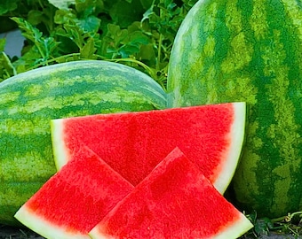 50 Secretariat Watermelon Seeds – Sweet Seedless Variety – Large Juicy Fruit for Garden Planting
