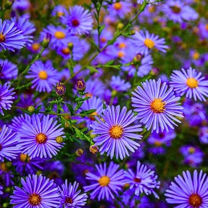 Könnte beinhalten: Nahaufnahme eines Clusters leuchtend violetter Asternblüten mit gelben Zentren. Die Blütenblätter sind dünn und zahlreich und strahlen nach außen. Grüne Stiele und Blätter sind sichtbar und schaffen ein natürliches, florales Thema.