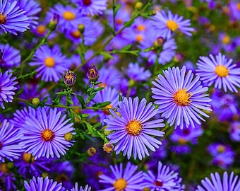 25 Blue Corn Marigold Seeds for Garden Planting