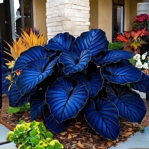 100 Bicolor Variegated Taro Seeds | Colocasia esculenta | Gradient Leaves | Ornamental Tropical Plant