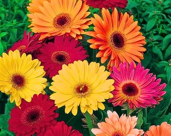 200 California Giants Gerbera Daisy Seeds – Grote, levendige mix voor planten in de tuin