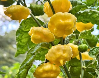 10 semillas de pimiento KS Lemon Starrburst / chile orgánico tradicional