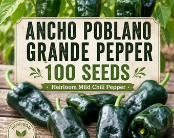 100 nasion papryki Ancho Poblano Grande – nasiona łagodnej papryczki chili do sadzenia w ogrodzie, duże, zielone i czerwone papryki