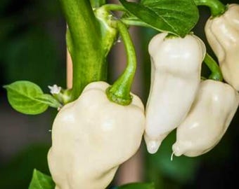 50 semillas de pimiento escorpión fantasma blanco / chile picante tradicional