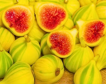 100 Panache Tiger Stripe Fig Seeds – Striped Sweet Fig Variety for Home Orchard