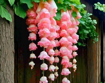 25 lichtroze treurbegoniazaden – trapsgewijze sierbloem voor tuinen