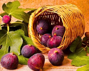 100 Texas Blue Giant Fig Seeds – Heirloom Fruit Tree Seeds for Edible Garden