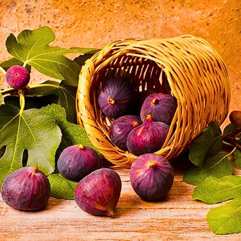 May include: A still life image of fresh figs, some spilling from a woven basket. The figs are a deep purple color with a reddish hue, and are surrounded by green fig leaves. The basket is made of light brown woven material.