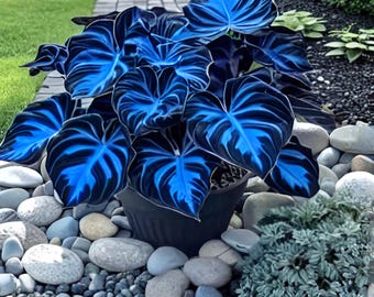 100 caladiumzaden | Kleurrijke bladplant | Favoriet voor schaduwtuin | Tropische niet-GGO-sierbladeren