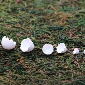May include: A row of seven white eggshells of varying sizes, arranged from largest to smallest, on a bed of green moss.