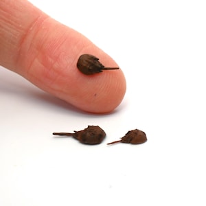 May include: Close-up of three tiny, brown horseshoe crab figurines. One rests on a fingertip, while the other two are positioned below. The figurines have a detailed, textured appearance, with a small tail extending from their bodies.