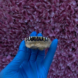 May include: A set of silver-colored dental grills, held by a gloved hand. The grills are set on a beige mold, with a shiny, reflective surface. The background is a textured wall of purple flowers.