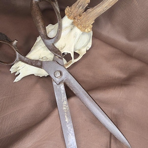 Könnte beinhalten: Große, antike Metallschere mit rostbraunem Finish, die auf einer braunen Oberfläche liegt. Die Schere ist geöffnet und zeigt die scharfen Klingen. Ein Hirschschädel und Geweih befinden sich im Hintergrund und verleihen dem Bild einen rustikalen Touch.