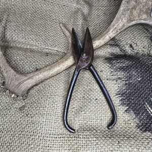 May include: Close-up of antique metal shears with curved handles, resting on a burlap surface. The shears are dark with a worn appearance, suggesting age and use. A section of a light-colored antler is also visible.