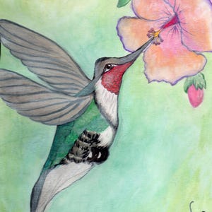 May include: A detailed watercolor painting of a hummingbird feeding from a large pink and orange flower. The hummingbird has gray wings, a red throat, and a green body. The background is a soft green.