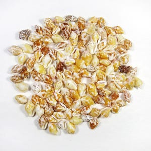 May include: A large collection of small, spiraled sea shells in various shades of yellow, tan, cream, and brown. Each shell features a unique pattern of spots, stripes, or mottled markings, with a smooth, glossy texture and a distinct opening.