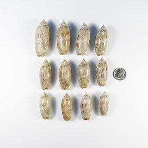 May include: A collection of twelve elongated olive shells arranged in three rows of four, each featuring a smooth, glossy surface with mottled brown and tan patterns. A United States dime is placed to the right for scale.