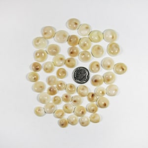 May include: A collection of small, smooth, cream-colored sea shells with brown centers, arranged in a cluster. A silver-colored United States dime is placed among the shells to provide a clear sense of scale for the size of each individual shell.