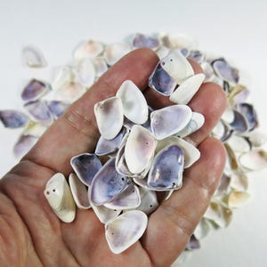 May include: A collection of small, smooth, white and purple bivalve seashells. Each individual shell features one or two small, circular drilled holes near the hinge, making them suitable for use as beads or decorative components in jewelry making.