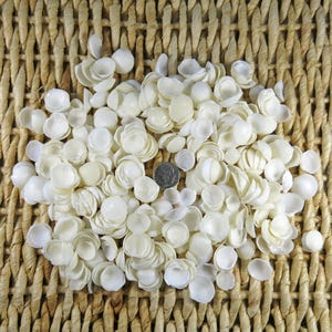 May include: A large collection of small, off-white, concave seashell pieces scattered together. A single silver-colored United States dime coin is placed near the center of the pile to provide a clear visual scale for the size of the shells.