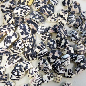 May include: A collection of small, irregular, flat stone fragments featuring a high-contrast pattern of black and dark brown markings against an off-white, cream-colored background. Each piece displays unique, organic shapes and varied textures.
