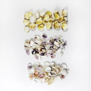 May include: A collection of small, smooth bivalve seashells arranged in three distinct horizontal groupings. The top row features pale yellow and cream shells, while the middle and bottom rows contain a mix of white, purple, and brown shells.