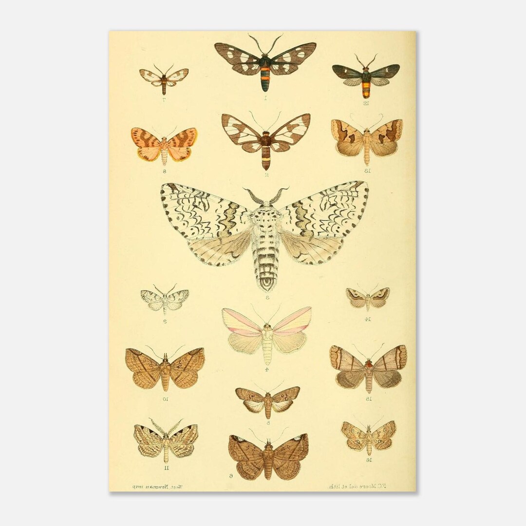 Vintage Moth Illustration Print Fine Art Poster - Etsy