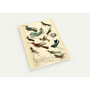 Vintage kolibries illustratie print set van 10 wenskaarten (VS en CA)